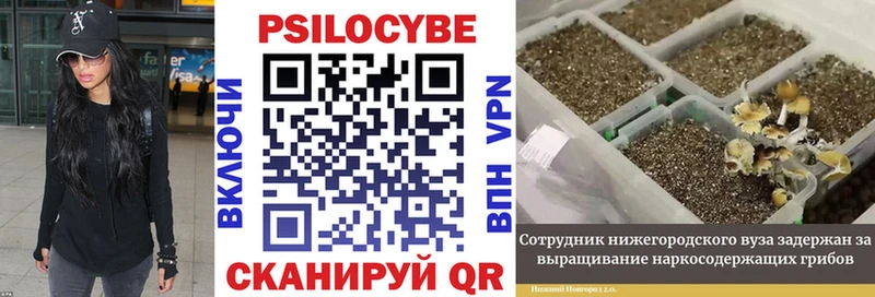 цены   Тотьма  Псилоцибиновые грибы Psilocybe 